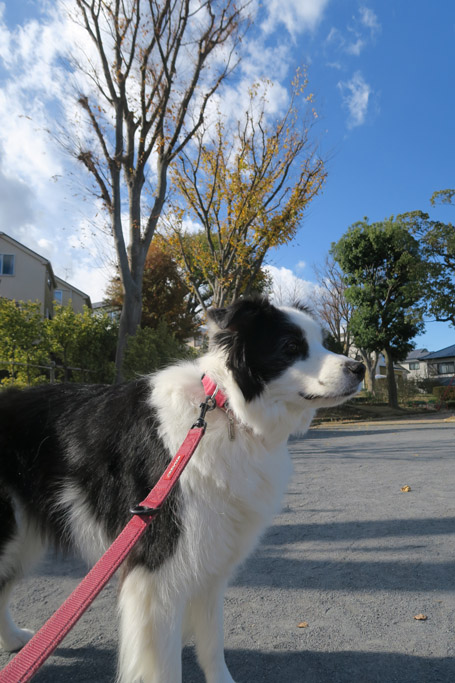f:id:border-pichi:20201219184234j:plain