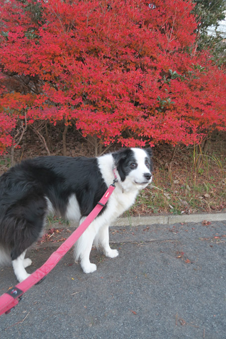 f:id:border-pichi:20201219184424j:plain