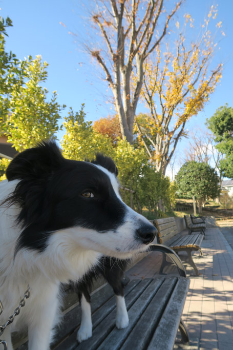 f:id:border-pichi:20201219184504j:plain