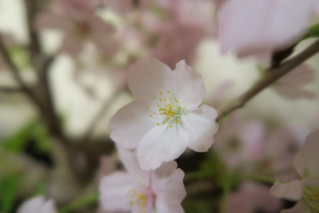 f:id:border-pichi:20210403011300j:plain