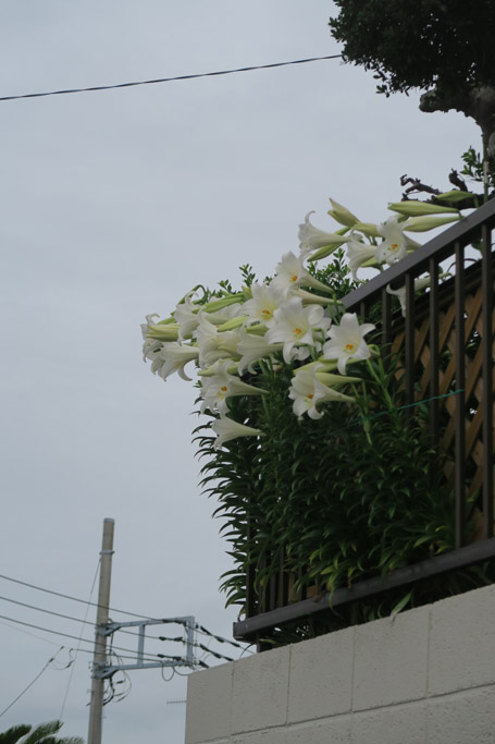 f:id:border-pichi:20210606235436j:plain