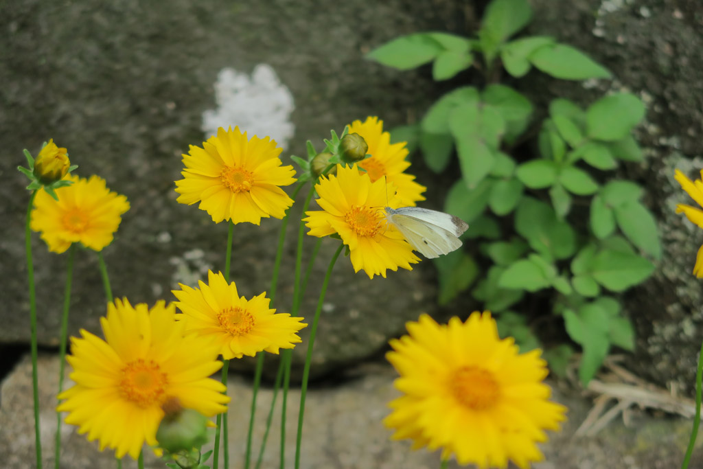 f:id:border-pichi:20210607001628j:plain