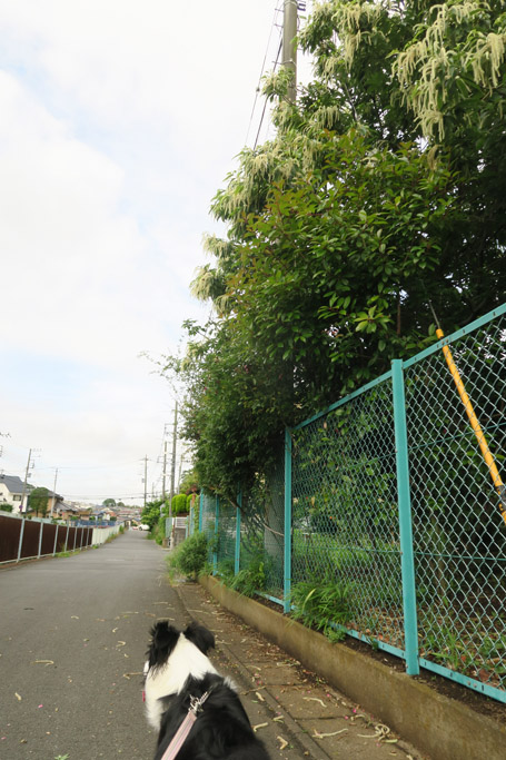 f:id:border-pichi:20210607001728j:plain