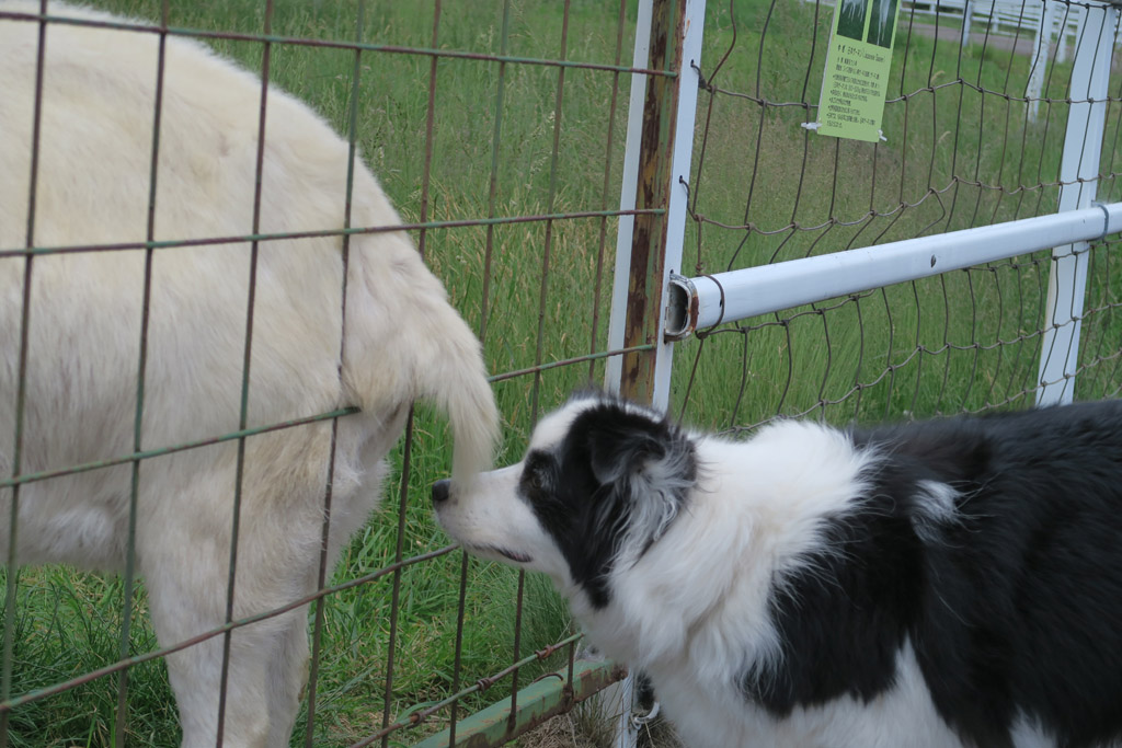 f:id:border-pichi:20210607002548j:plain