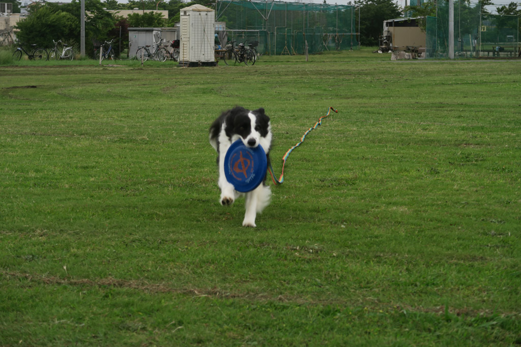 f:id:border-pichi:20210607004236j:plain