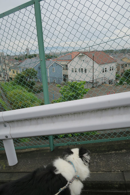 f:id:border-pichi:20210612111701j:plain