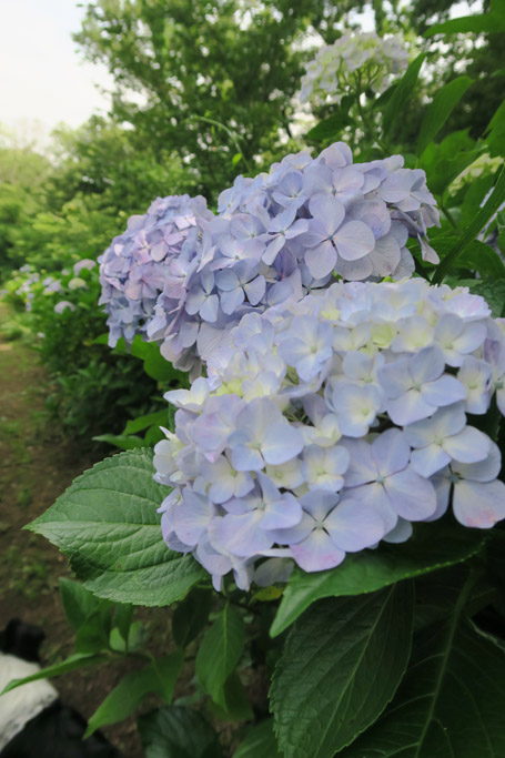 f:id:border-pichi:20210620001217j:plain