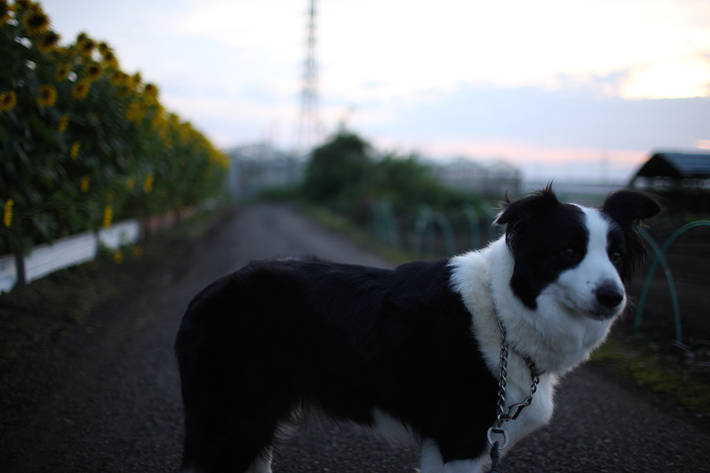 f:id:border-pichi:20210809002220j:plain