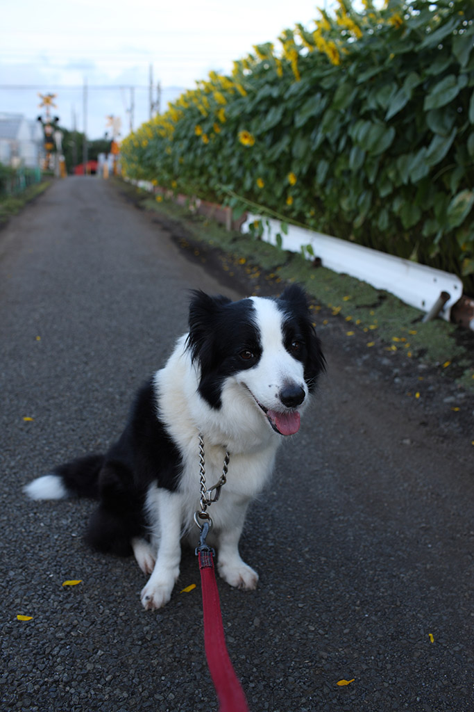 f:id:border-pichi:20210809002343j:plain