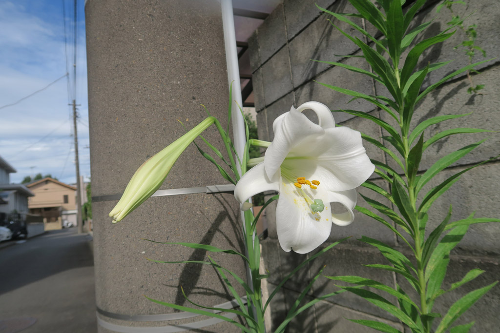 f:id:border-pichi:20210822002222j:plain