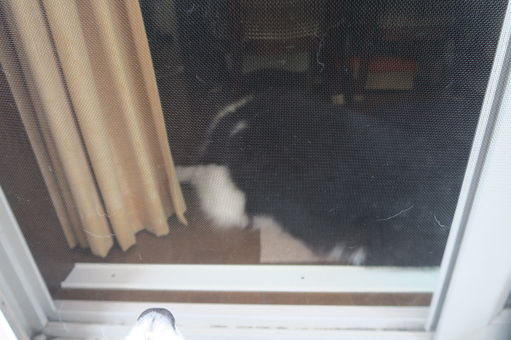 f:id:border-pichi:20210822004306j:plain