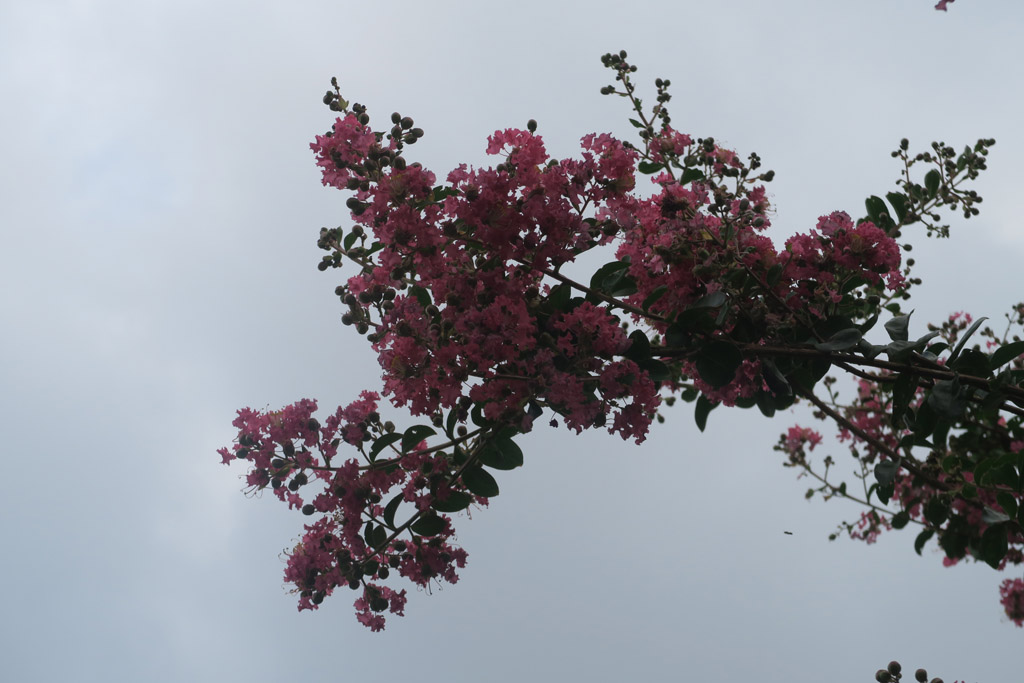f:id:border-pichi:20210904191121j:plain