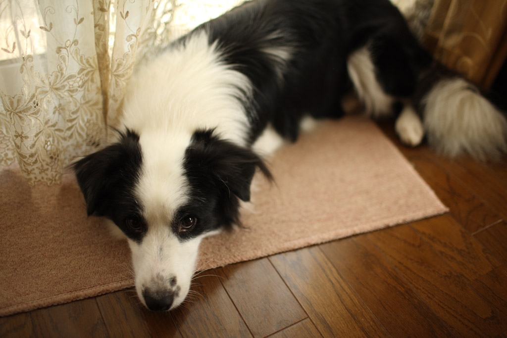 f:id:border-pichi:20211103185108j:plain