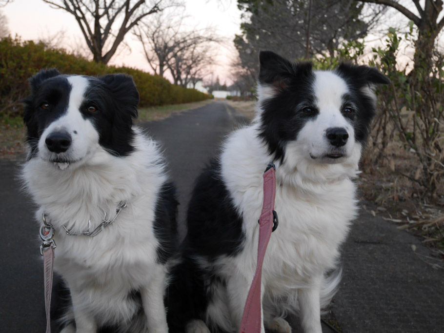 f:id:border-pichi:20220110183331j:plain