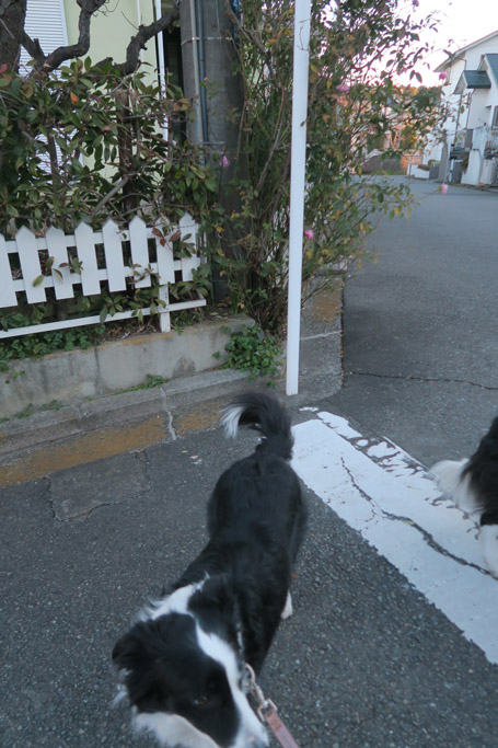 f:id:border-pichi:20220123234534j:plain