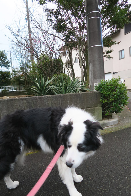 f:id:border-pichi:20220126233406j:plain