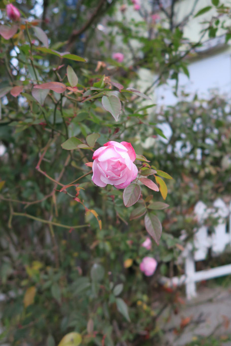 f:id:border-pichi:20220126233459j:plain