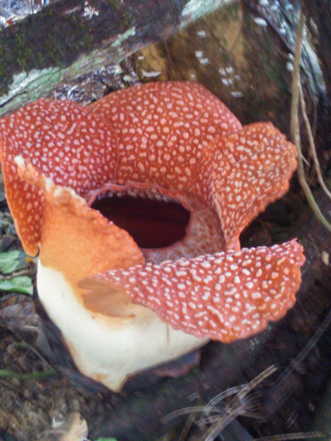 世界最大の花 ラフレシアを見たい ボルネオ島の案内人 遊 食 旅 Blog