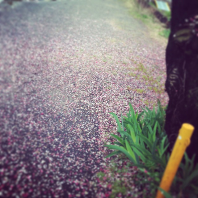 f:id:bosatstan:20150414164706j:plain f:id:bosatstan:20150414164706j:plain