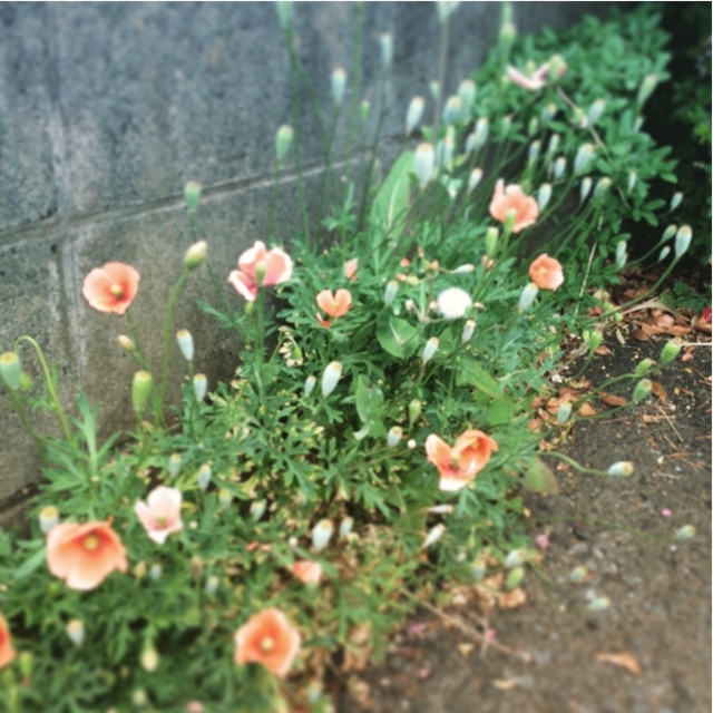 f:id:bosatstan:20150512114057j:image f:id:bosatstan:20150512114057j:image