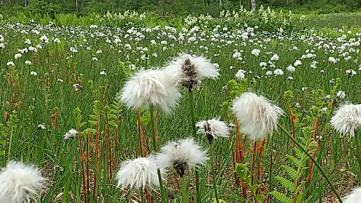 f:id:bossanovakun:20210614204402j:plain