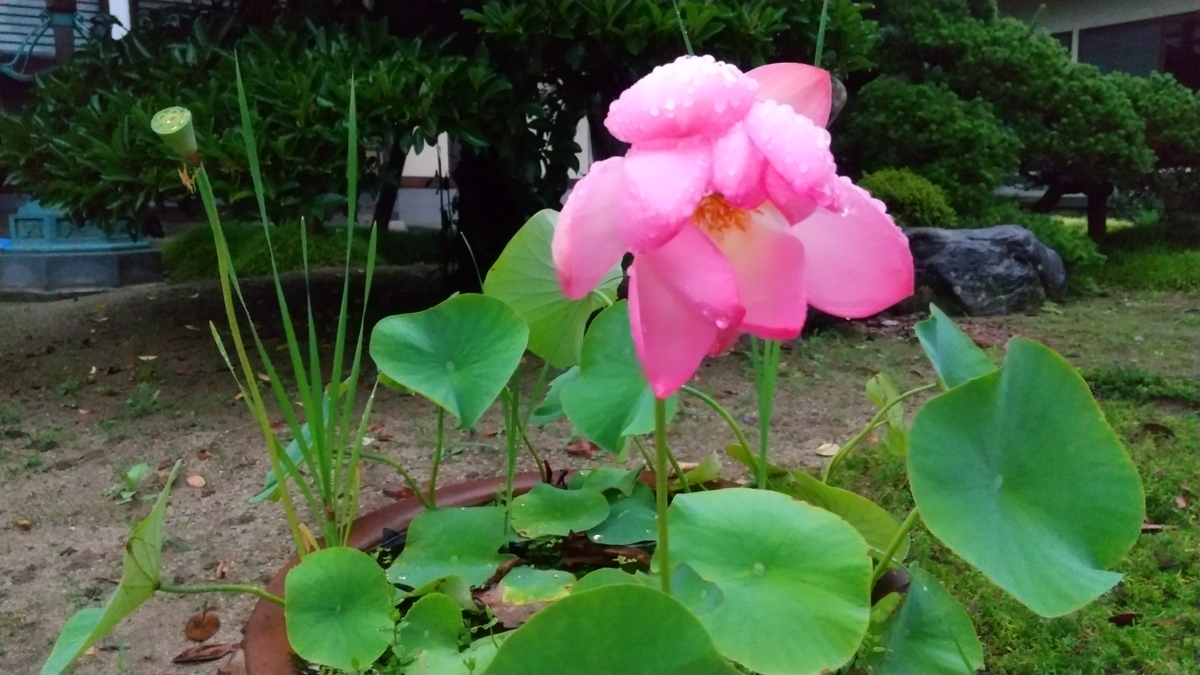 f:id:bossanovakun:20210710111410j:plain