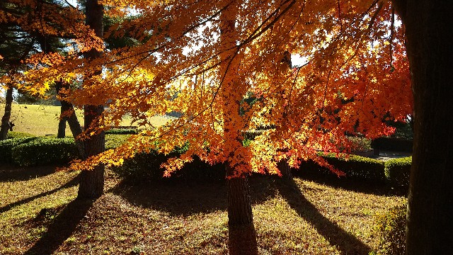 f:id:bossanovakun:20231122110727j:image f:id:bossanovakun:20231122110727j:image