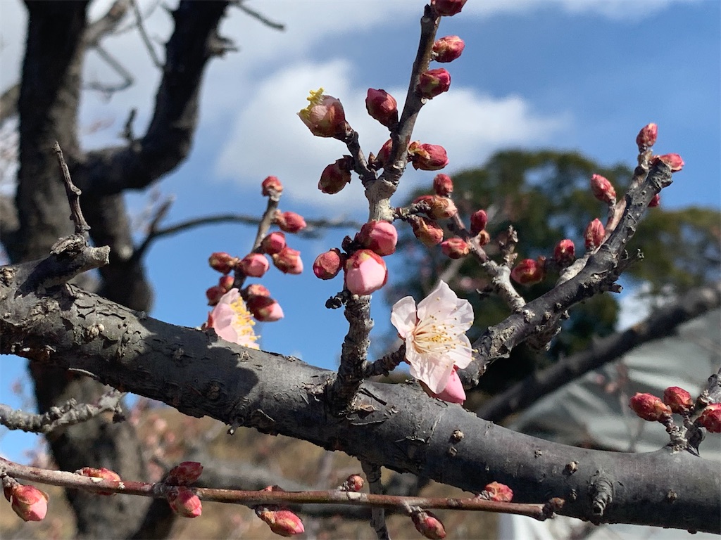 f:id:bosskazu:20230215104305j:image
