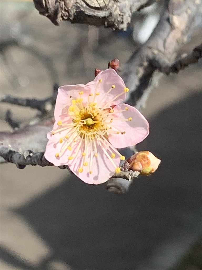 f:id:bosskazu:20230215104637j:image