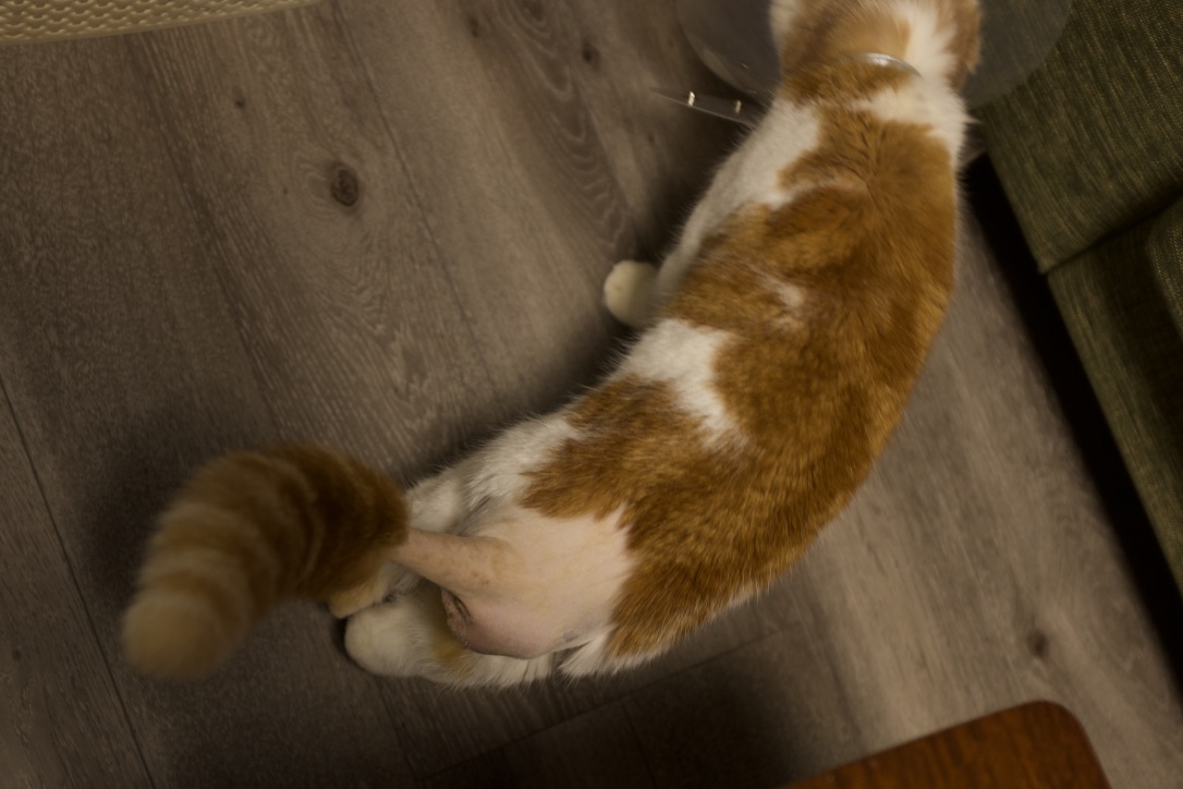 f:id:bota09:20190414084828j:plain