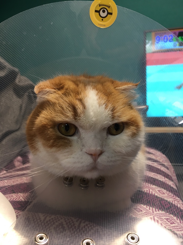 f:id:bota09:20190414092216j:plain
