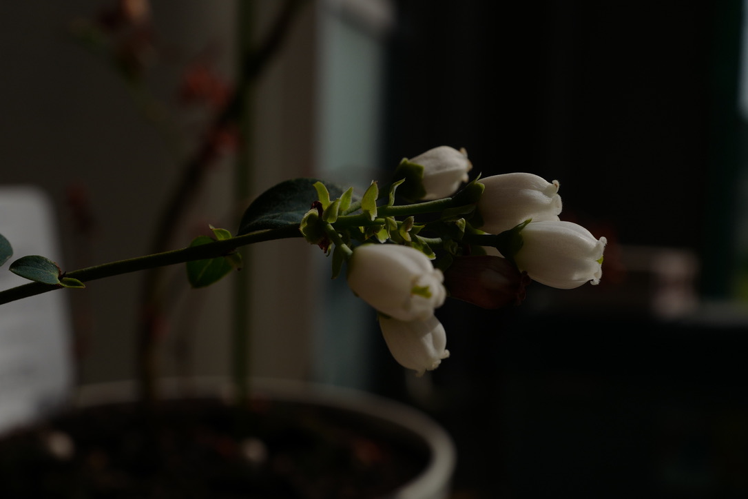 f:id:bota09:20190506200219j:plain f:id:bota09:20190506200219j:plain