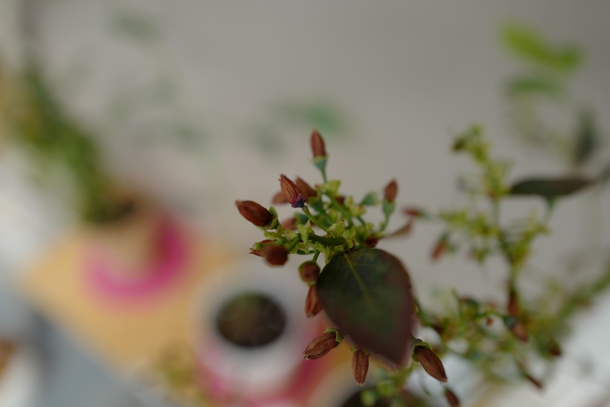 f:id:bota09:20190515082438j:plain