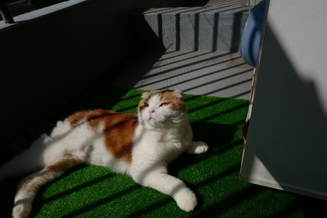 f:id:bota09:20190515082542j:plain