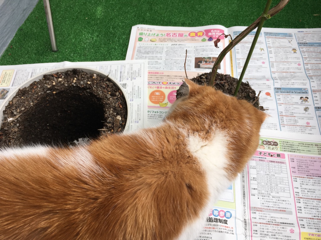 f:id:bota09:20190612085348j:plain