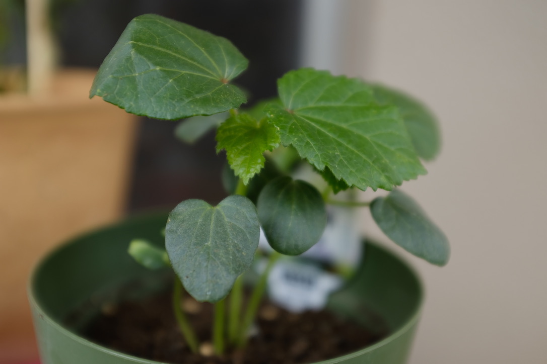 f:id:bota09:20190618204330j:plain