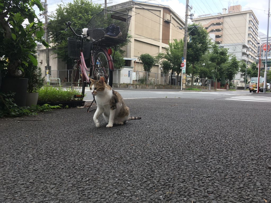 f:id:bota09:20190708213629j:plain