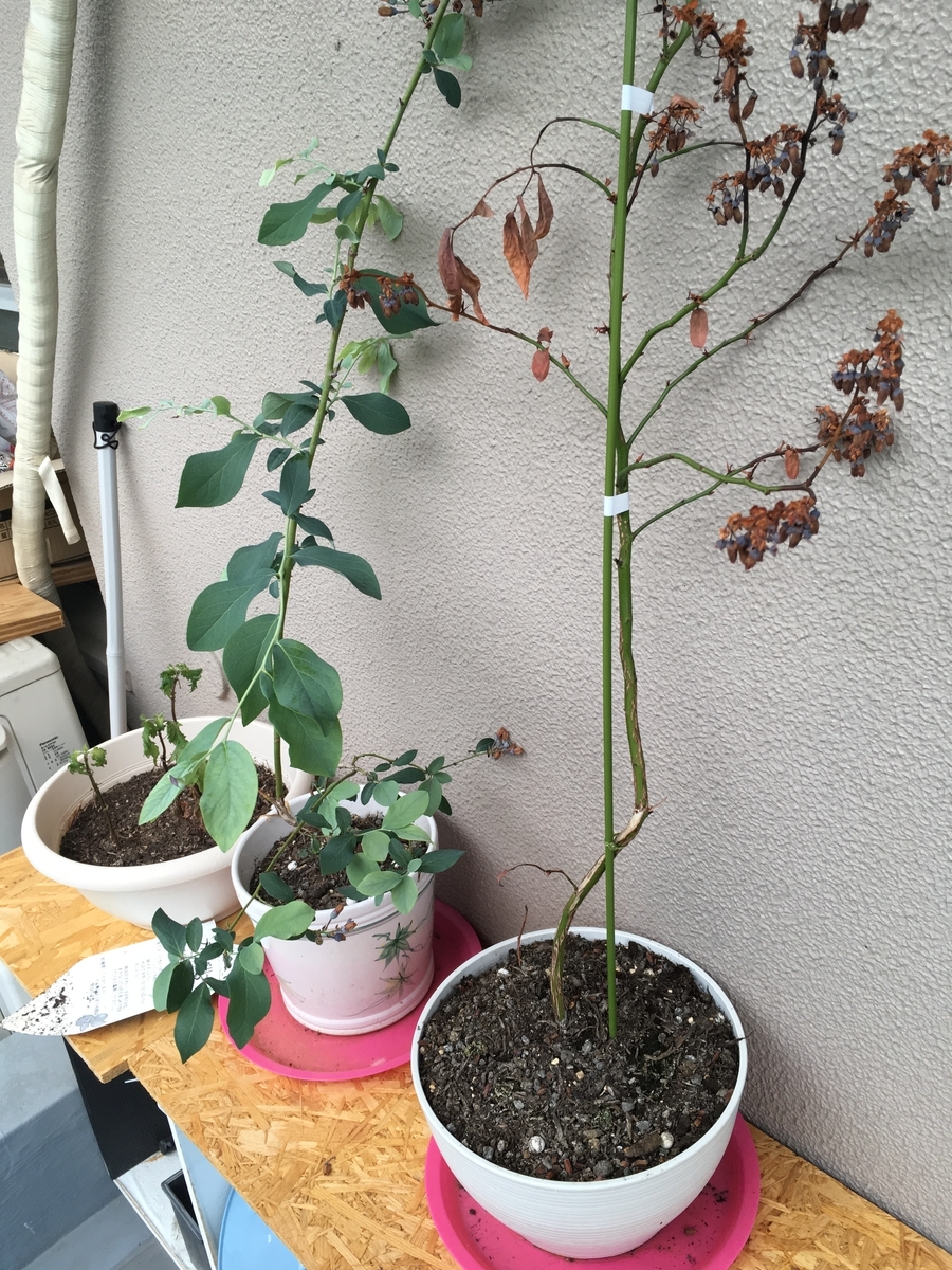 f:id:bota09:20190721183644j:plain