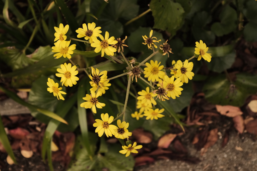 f:id:bota09:20191206210125j:plain
