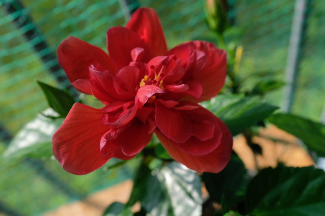 f:id:bota09:20200819080707j:plain