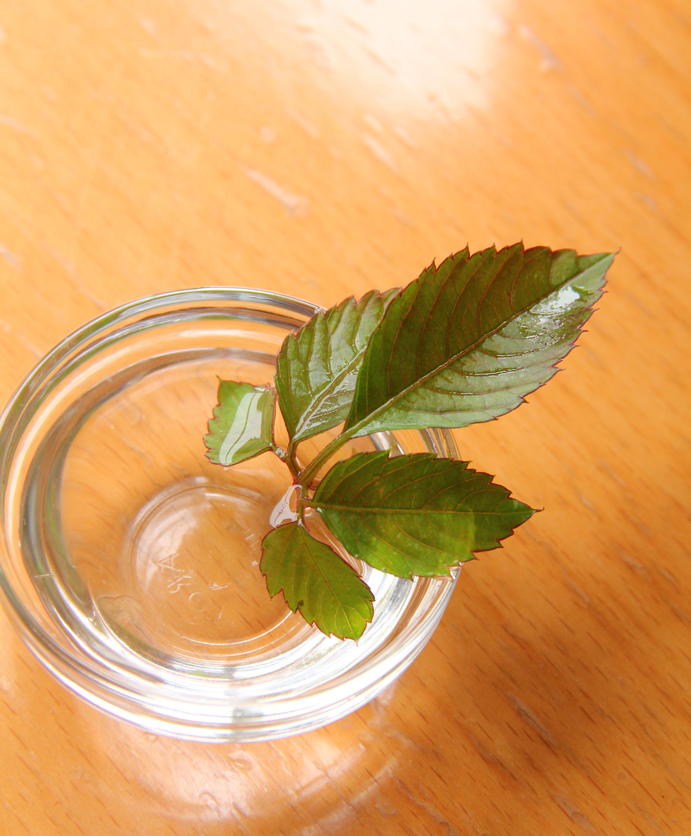 f:id:botanical-kamakura:20180607103009j:plain f:id:botanical-kamakura:20180607103009j:plain