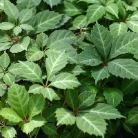f:id:botanical-kamakura:20180607105416j:plain f:id:botanical-kamakura:20180607105416j:plain