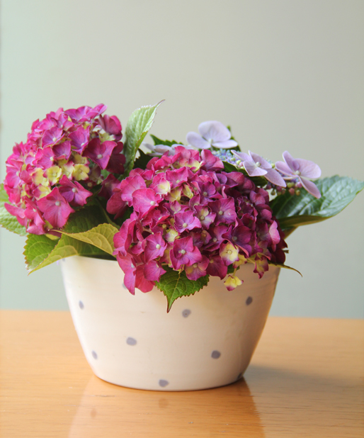 f:id:botanical-kamakura:20180611120447j:plain f:id:botanical-kamakura:20180611120447j:plain