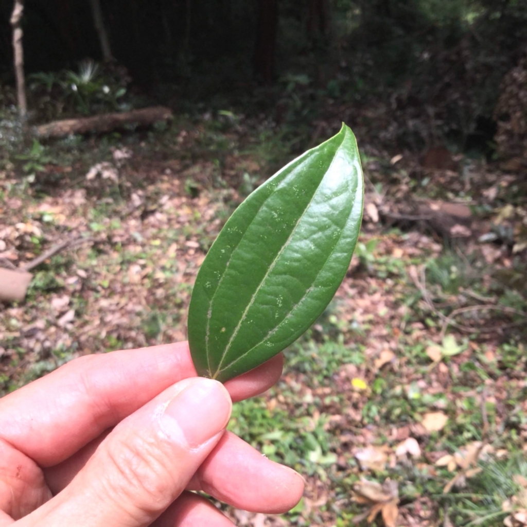 f:id:botanical-kamakura:20180821102949j:plain f:id:botanical-kamakura:20180821102949j:plain