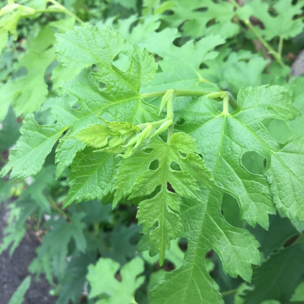 f:id:botanical-kamakura:20180926131737j:plain f:id:botanical-kamakura:20180926131737j:plain