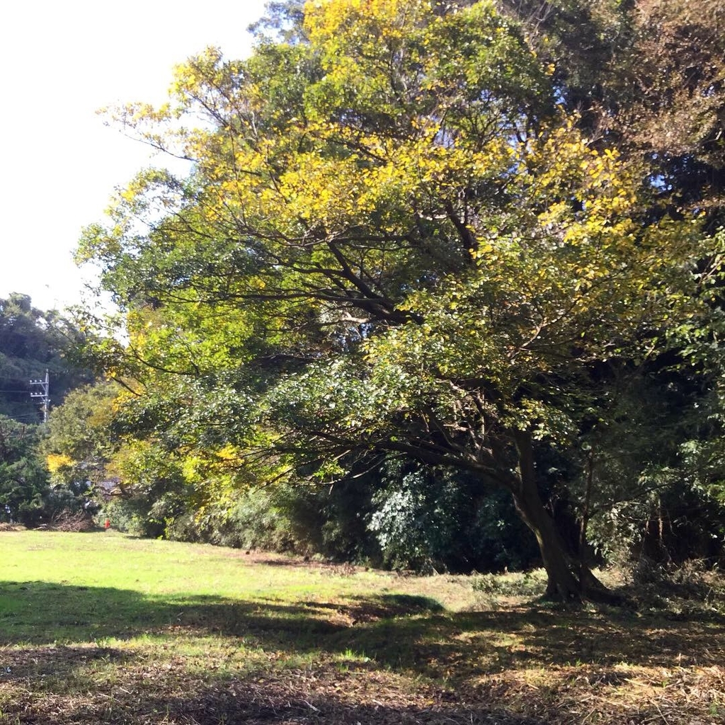 f:id:botanical-kamakura:20181118080758j:plain