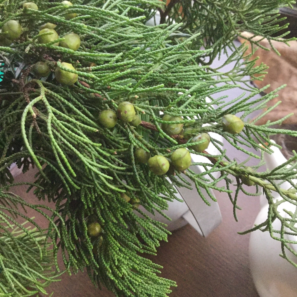 f:id:botanical-kamakura:20181118091216j:plain