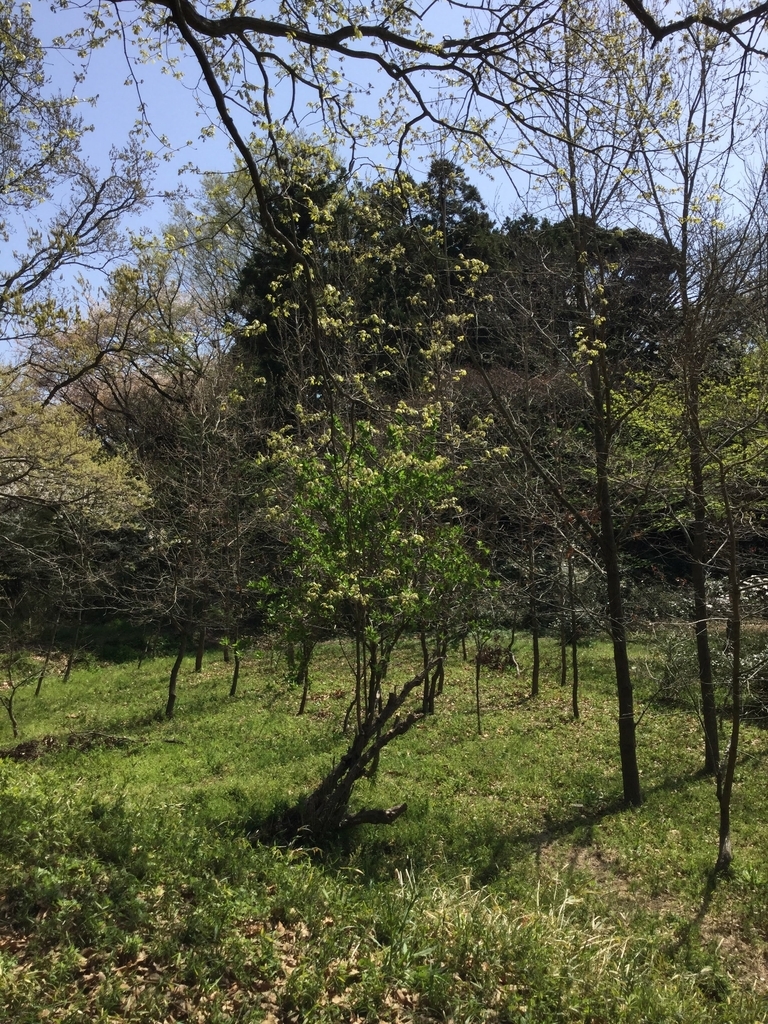 f:id:botanical-kamakura:20181207000746j:plain