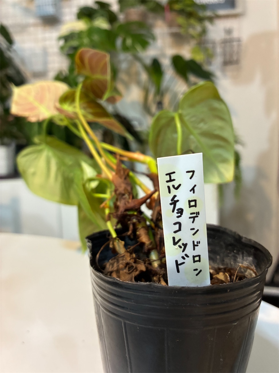 f:id:botanicalVinegar:20260928132729j:image