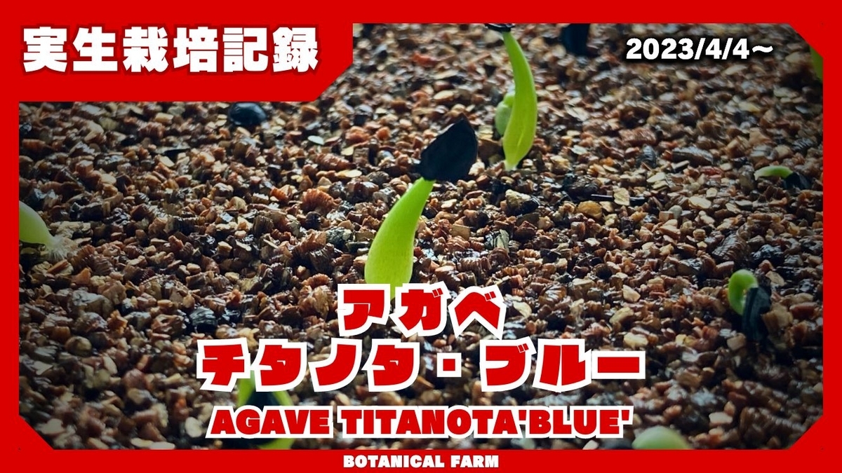 実生栽培記録】アガベ・チタノタ'ブルー'の実生（種まき）の方法と育て